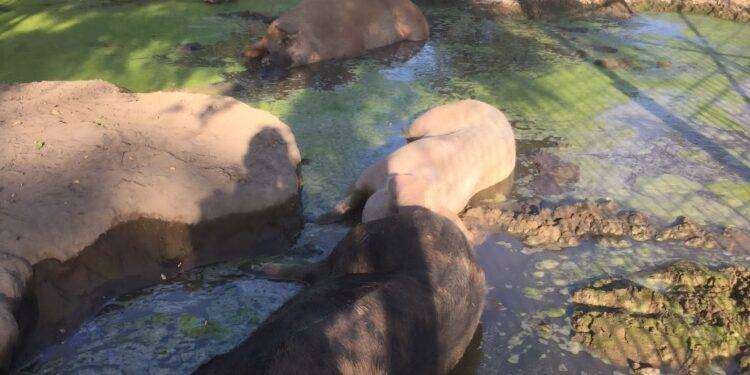 Pavia, al Rifugio Cuori Liberi i maiali rischiano l’abbattimento: appello contro l’uccisione