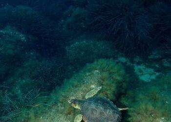 Sette esemplari di ‘caretta caretta’ nati a Lu Impostu