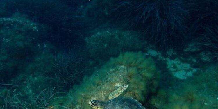 Sette esemplari di ‘caretta caretta’ nati a Lu Impostu