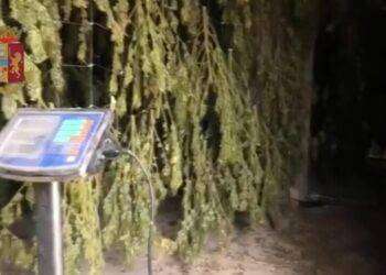In un terreno 120 kg di marijuana per 600mila euro, un arresto