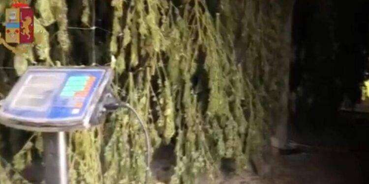 In un terreno 120 kg di marijuana per 600mila euro, un arresto