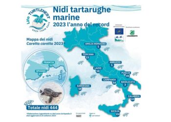 Boom di nidi di tartaruga marina in Italia, 2023 anno record