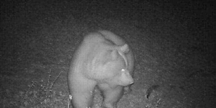 Morta l’orsa F36 I dubbi dell’Enpa sulle cause