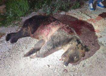 Uccisa a fucilate l’orsa Amarena: l’Italia in choc