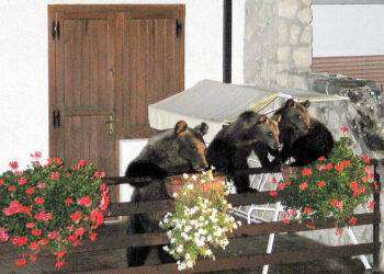 L’orsa Gemma a Scanno, mangia una torta in hotel e va via