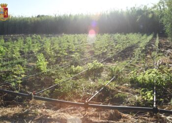 Dia, in Sardegna accordi con clan mafiosi su traffico di droga