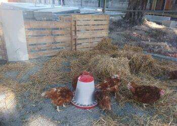 Cantiere viale Trieste diventa pollaio, proteste per lavori