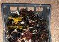 Sorpreso con 109 ricci di mare a Teulada, pescatore multato