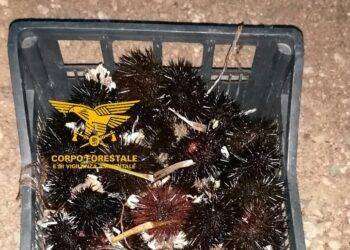 Sorpreso con 109 ricci di mare a Teulada, pescatore multato