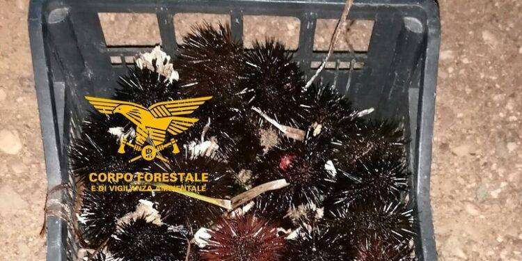 Sorpreso con 109 ricci di mare a Teulada, pescatore multato