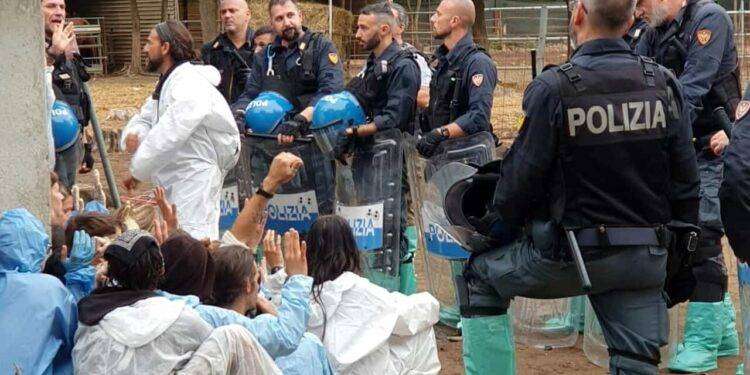 Peste suina, forze dell’ordine caricano gli animalisti al rifugio di maiali