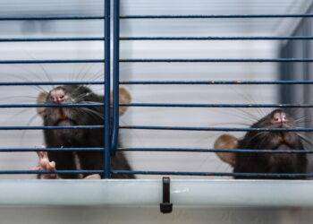 Topi a New York, è boom di tour su luoghi infestati