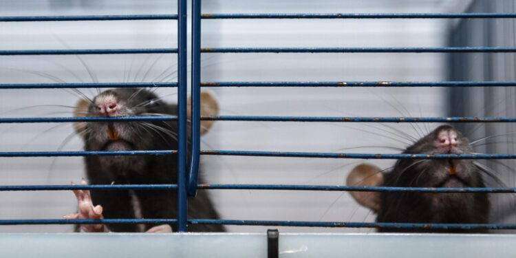 Topi a New York, è boom di tour su luoghi infestati