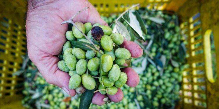 Cinque donne vincono il premio di migliori produttrici d’olio