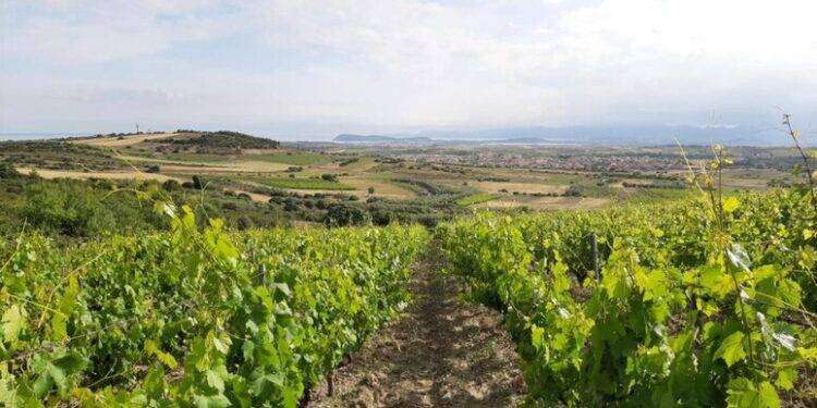 Coldiretti conferma, meno uva ma più qualità nel vino