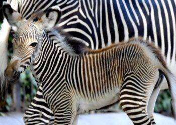 Fiocco rosa al Bioparco di Roma, è nata una zebra di Grevy