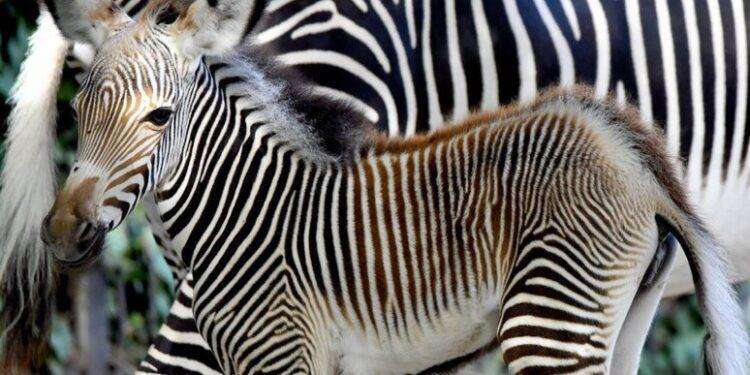 Fiocco rosa al Bioparco di Roma, è nata una zebra di Grevy