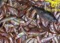 Forestale sequestra in noto ristorante di Cagliari 25 kg di pesce