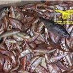 Forestale sequestra in noto ristorante di Cagliari 25 kg di pesce