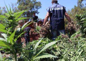 Nascondeva nel capanno 120 kg di marijuana, arrestato a Fonni