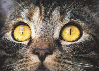 I gatti comunicano attraverso 276 espressioni facciali