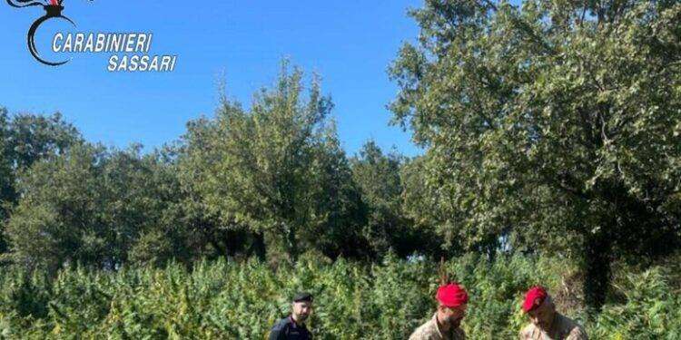 Nuovo sequestro di marijuana, scoperte 12mila piante
