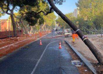 Cagliari, viale Buoncammino: abbattimento un esemplare di Pino d’Aleppo