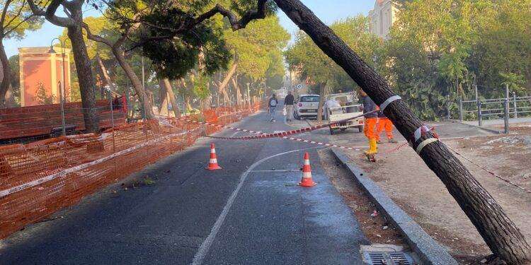 Cagliari, viale Buoncammino: abbattimento un esemplare di Pino d’Aleppo