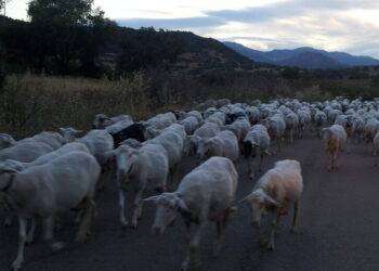 Confagricoltura, ‘a rischio parte fondi per il benessere animale’
