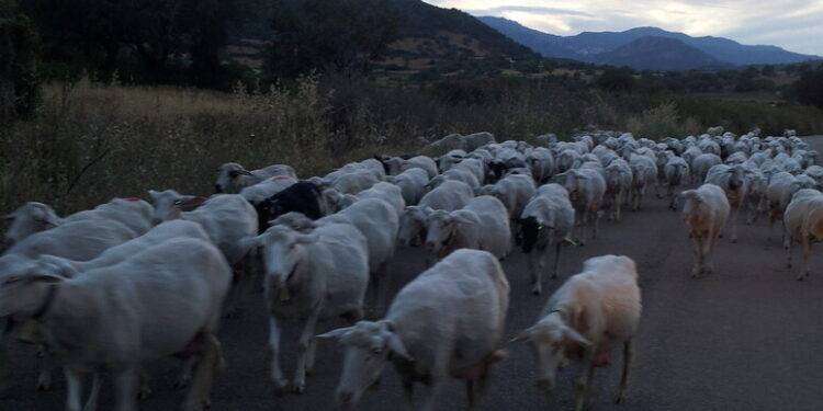 Confagricoltura, ‘a rischio parte fondi per il benessere animale’