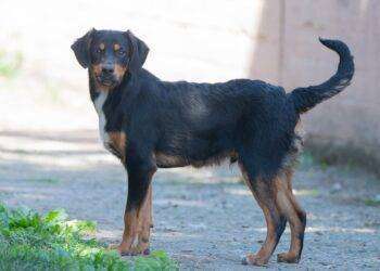 Cagliari, campagna di adozioni del Canile comunale: Eros cerca famiglia