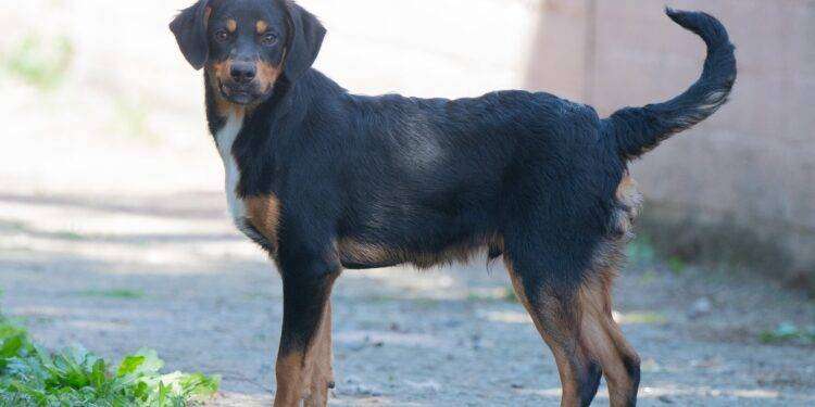 Cagliari, campagna di adozioni del Canile comunale: Eros cerca famiglia