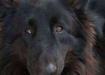 Cani abbandonati, vaganti, in pericolo o feriti? Cosa fare e chi contattare?