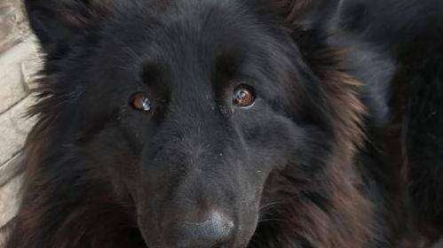 Cani abbandonati, vaganti, in pericolo o feriti? Cosa fare e chi contattare?