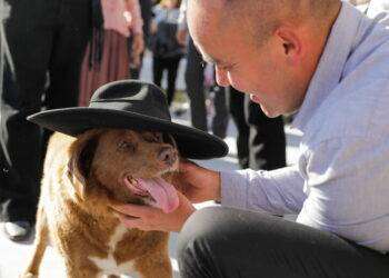 Portogallo: è morto Bobi, il cane più vecchio del mondo