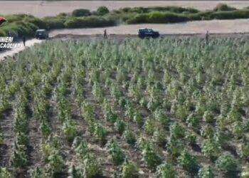 Maxi piantagione di marijuana sequestrata nel sud Sardegna