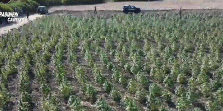 Maxi piantagione di marijuana sequestrata nel sud Sardegna