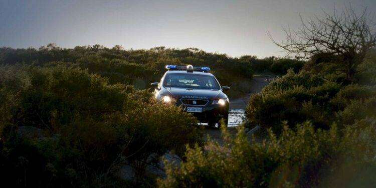 Tentano di rubare piante di canapa legale ma vengono scoperti