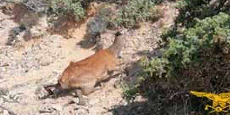 Cervo ferito in spiaggia a Piscinas muore dopo l’operazione