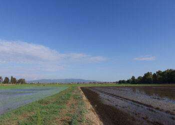 Più coltivazioni di riso, 280mila quintali prodotti nel 2023