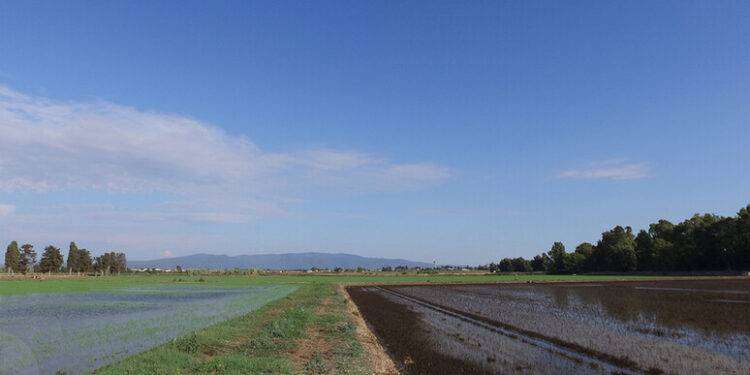 Più coltivazioni di riso, 280mila quintali prodotti nel 2023