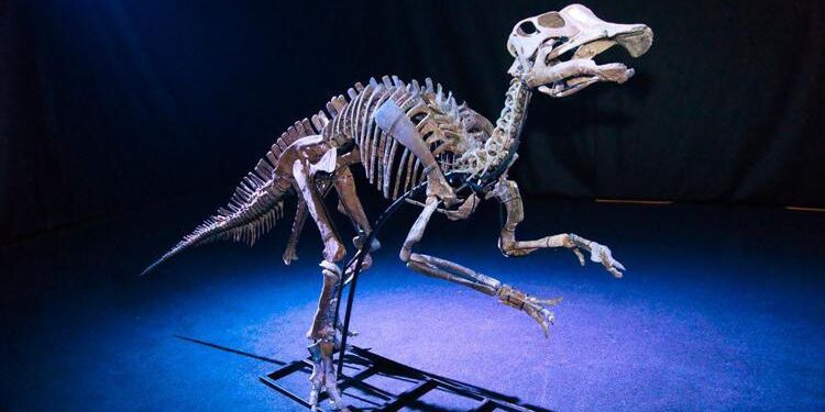 A Roma il dinosauro Henry, una storia lunga 70 milioni di anni
