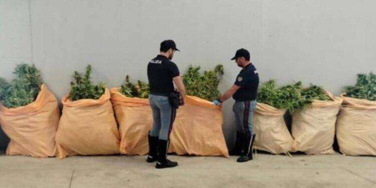 300 chili di marijuana nel suo autocarro, arrestato a Olbia
