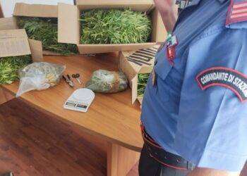 Nasconde 25 kg di marijuana in casa della nonna, arrestato