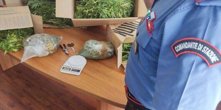 Nasconde 25 kg di marijuana in casa della nonna, arrestato