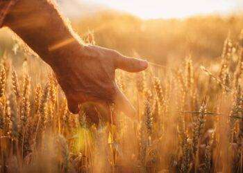 GAL. Presentato l’avviso per la selezione delle strategie di sviluppo locale di tipo partecipativo