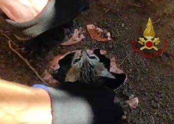 Gattino in un tubo di scarico, salvato dai vigili del fuoco