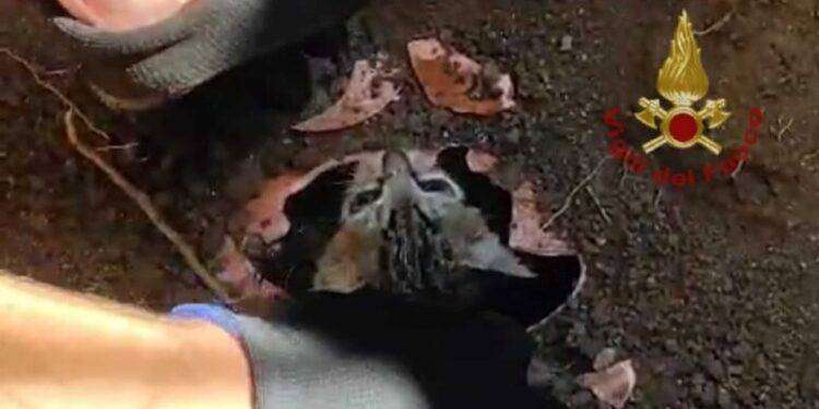 Gattino in un tubo di scarico, salvato dai vigili del fuoco