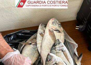Due pescatori di frodo sorpresi nel Parco dell’Asinara
