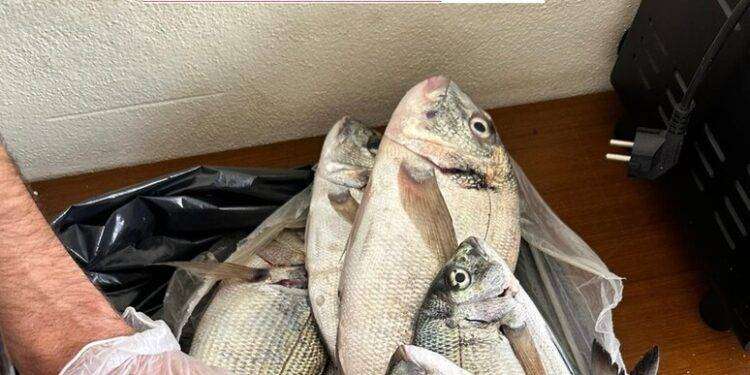 Due pescatori di frodo sorpresi nel Parco dell’Asinara